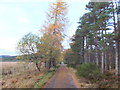 Road north of Home Farm, Strathgarve