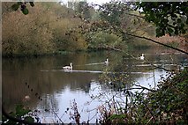 SK5235 : A family of swans in Attenborough Nature Reserve by Graham Hogg