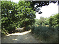 Path through Bostall Woods