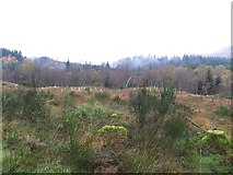 NN5000 : Clearing, Loch Ard Forest by Richard Webb