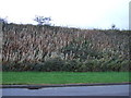 Railway embankment, Stonehaven