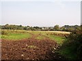 View across a grazing field towards houses on the Castlewellan Road (A50)