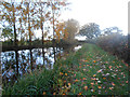 Reflections on the Montgomery Canal