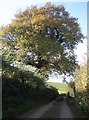 Mature tree, on the road to Houndsmoor