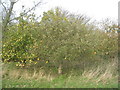 SK9194 : Fruit trees at the onetime Fox Covert Farm by Jonathan Thacker