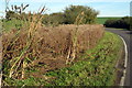 Roadside reeds on Greenfield Road