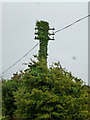 Ivy-clad Telegraph Pole