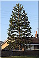 SK8377 : Monkey Puzzle Tree on A1133 by J.Hannan-Briggs