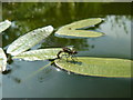 Damselfly laying eggs