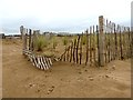 Marram Grass