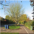 Barton Road: bins on a bright morning