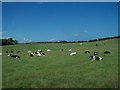 Dairy herd near Ballywalter