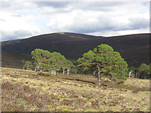 NO0895 : Sunlight on pine trees in Dubh Ghleann below Beinn a' Bhuird by Colin Park