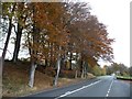 Autumn trees alongside the A5