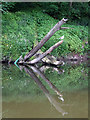 SO8163 : Dead tree by the River Severn north of Holt Heath, Worcestershire by Roger  Kidd