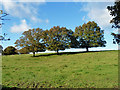 Trees in field