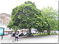 Tree Lined Lower High Street