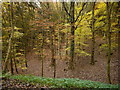 Beech woodland; Bandywell Bottom