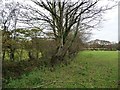 Trees along a drain, south side of Lon Ddwr