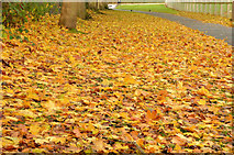 J4173 : Autumn leaves, Dundonald by Albert Bridge