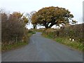 Autumn tree on the road from Rhos Isaf