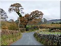 Autumn tree at a bend in the road from Dinas