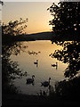 Four swans, Sandy Water Park, Llanelli