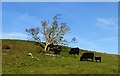 Cattle, Chesterknowes