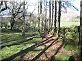 Wood near Tyddyn Mawr