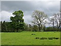NU0012 : Grass field, Prendwick by Richard Webb