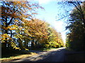 Autumn along Barnsdale Avenue