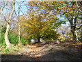 Path in Perry Wood