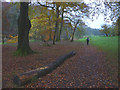 Woodland walking by the River Brock