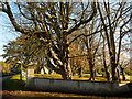 Beeches at the entrance to Cheney Court