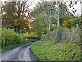 Lane into Somerset