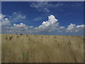 TG3502 : Cloudscape & rough pasture, SE of The Hangings, Carleton St Peter by Colin Park