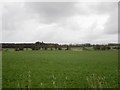 Grassland north west of Papcastle