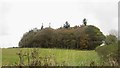 Looking across grassland to Thomas Wood