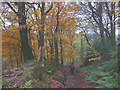 Bridleway above the Brock