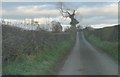 NZ1618 : Selaby Lane towards Langton by peter robinson