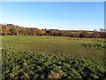 Pasture between Newburn Road and Walbottle Dene