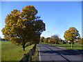 Winn Common Road in autumn