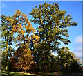 Oaks at the east end of the Avenue of Oaks, Bucklebury Common, Berkshire