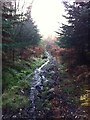 Footpath in Cynwyd Forest near Corwen, Denbighshire