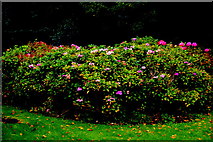 L9884 : Westport House Grounds - Large Oval Area of Flowering Shrubs by Joseph Mischyshyn