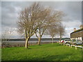 Trees by the River Severn