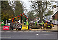 Tree felling in Beauchamp Avenue