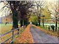 Beech avenue, Hildersley Farm