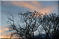 Tree-top birds at Out Lane Head