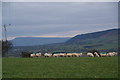 Sheep near Cuthbert Hill